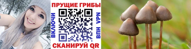 Псилоцибиновые грибы Cubensis  мега ONION  Мглин 